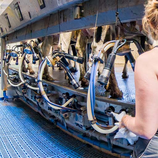 Kinder erleben wie Kühe gemolken werden und wo die Milch herkommt