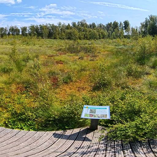 Kinder erleben ein Moor