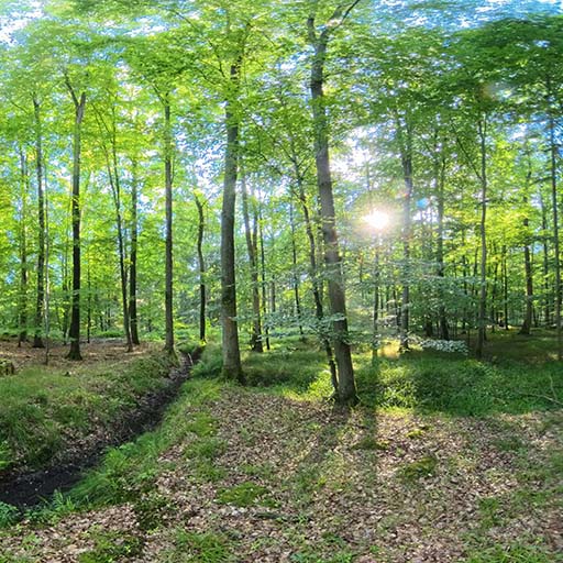 Kinder erleben einen Wald